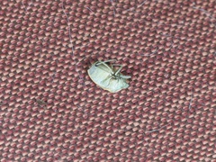 Pentatominae
