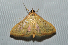 Spilomelinae