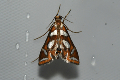 Chrysendeton