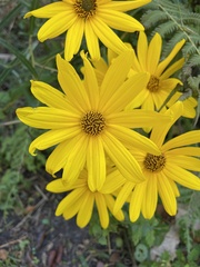 Helianthus angustifolius