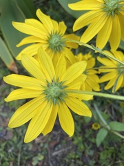 Helianthus angustifolius