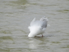 Chroicocephalus novaehollandiae novaehollandiae