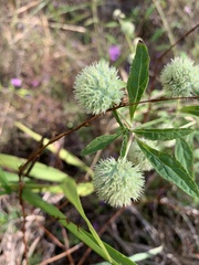 Hyptis alata
