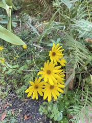 Helianthus angustifolius