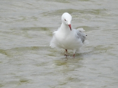 Chroicocephalus novaehollandiae novaehollandiae