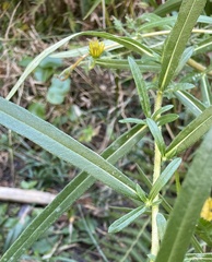Helianthus angustifolius