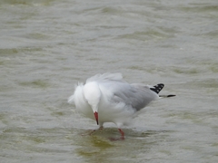 Chroicocephalus novaehollandiae novaehollandiae