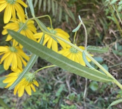 Helianthus angustifolius
