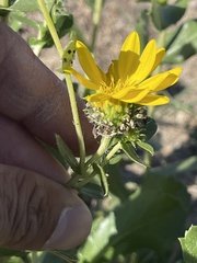 Grindelia camporum