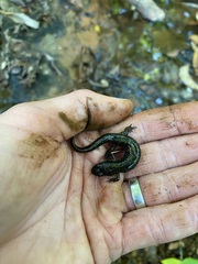 Desmognathus conanti