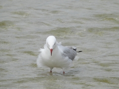 Chroicocephalus novaehollandiae novaehollandiae