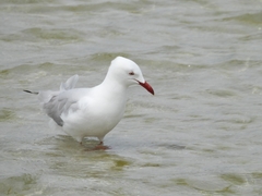 Chroicocephalus novaehollandiae novaehollandiae