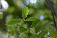 Pittosporum cornifolium