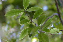 Pittosporum cornifolium