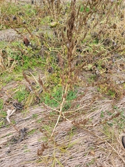 Rumex crispus