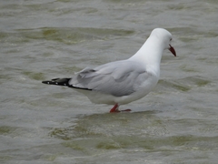 Chroicocephalus novaehollandiae novaehollandiae