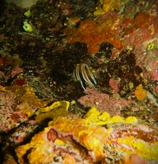 Chelmonops curiosus