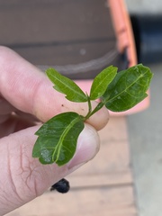Cupaniopsis anacardioides