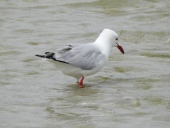 Chroicocephalus novaehollandiae novaehollandiae