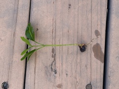 Cupaniopsis anacardioides