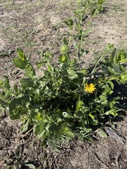 Grindelia camporum
