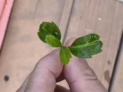 Cupaniopsis anacardioides