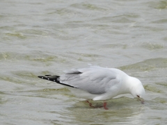 Chroicocephalus novaehollandiae novaehollandiae