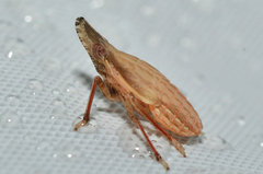 Rhynchomitra
