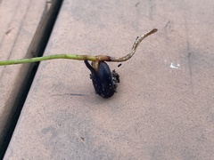 Cupaniopsis anacardioides