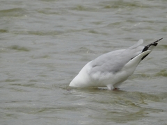 Chroicocephalus novaehollandiae novaehollandiae