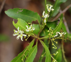 Lomatia arborescens