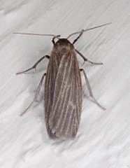 Crambidia uniformis