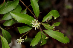 Lomatia arborescens