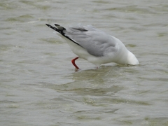 Chroicocephalus novaehollandiae novaehollandiae
