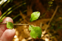 Streblus heterophyllus