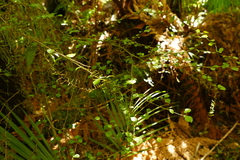 Streblus heterophyllus