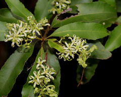 Lomatia arborescens