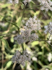Eupatorium semiserratum