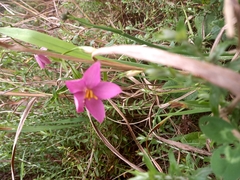 Chironia melampyrifolia