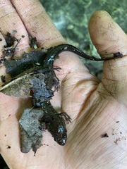 Desmognathus conanti