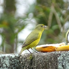 Euphonia violacea