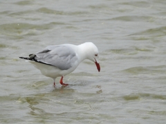 Chroicocephalus novaehollandiae novaehollandiae