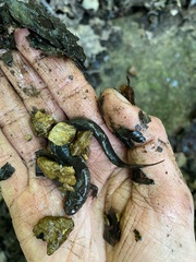 Desmognathus conanti