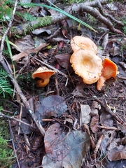 Lactarius thyinos