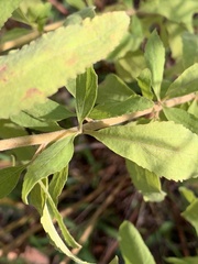 Eupatorium semiserratum