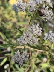 Eupatorium semiserratum