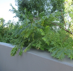 Sapindaceae