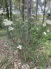 Ozothamnus diosmifolius