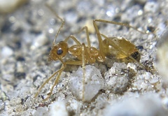Myrmecocystus testaceus