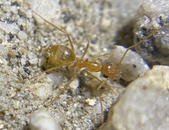 Myrmecocystus testaceus